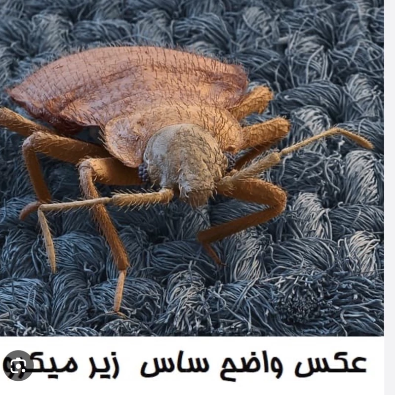 سم 10 لیتری پیرانا Pyranha نسخه اصلی اورجینال عمده  ارسال رایگان