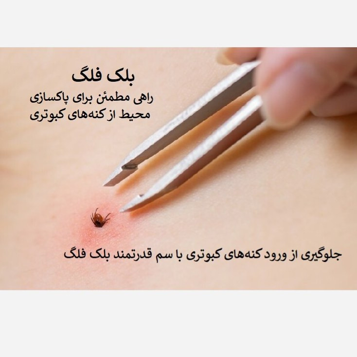 نابودی فوری کنه کبوتری با سم بلک فلگ