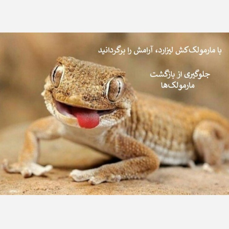 سریع از شر مارمولک خلاص شوید لیزارد