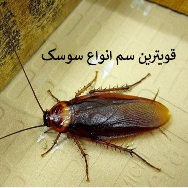 بهترین سم برای از بین بردن سوسک آکواپای
