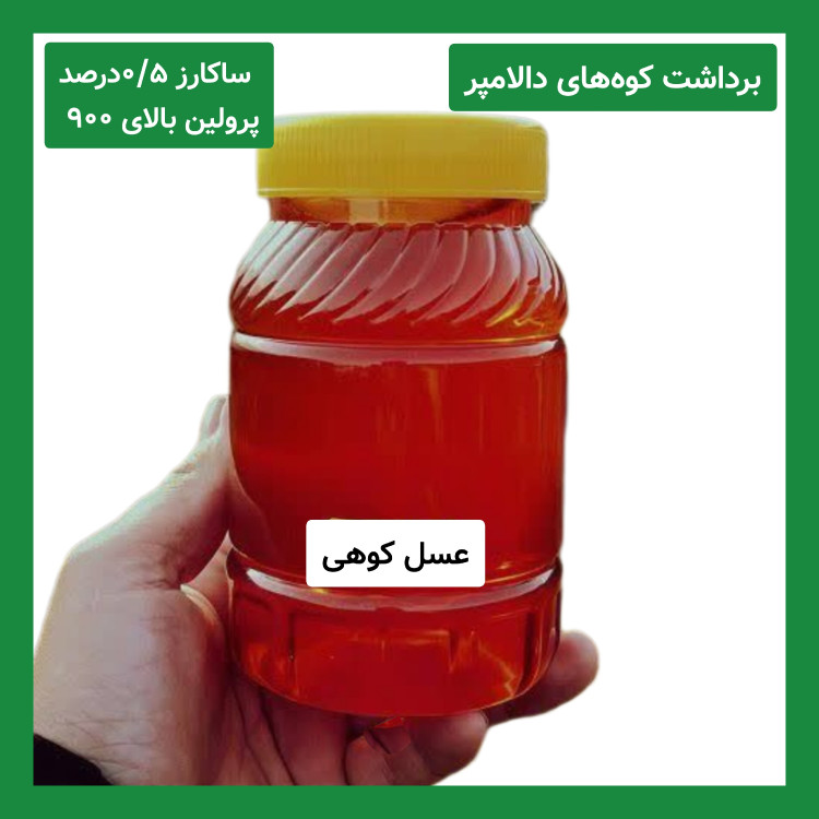 عسل کوهی برداشت کوه های دالامپر کیفیت ممتاز