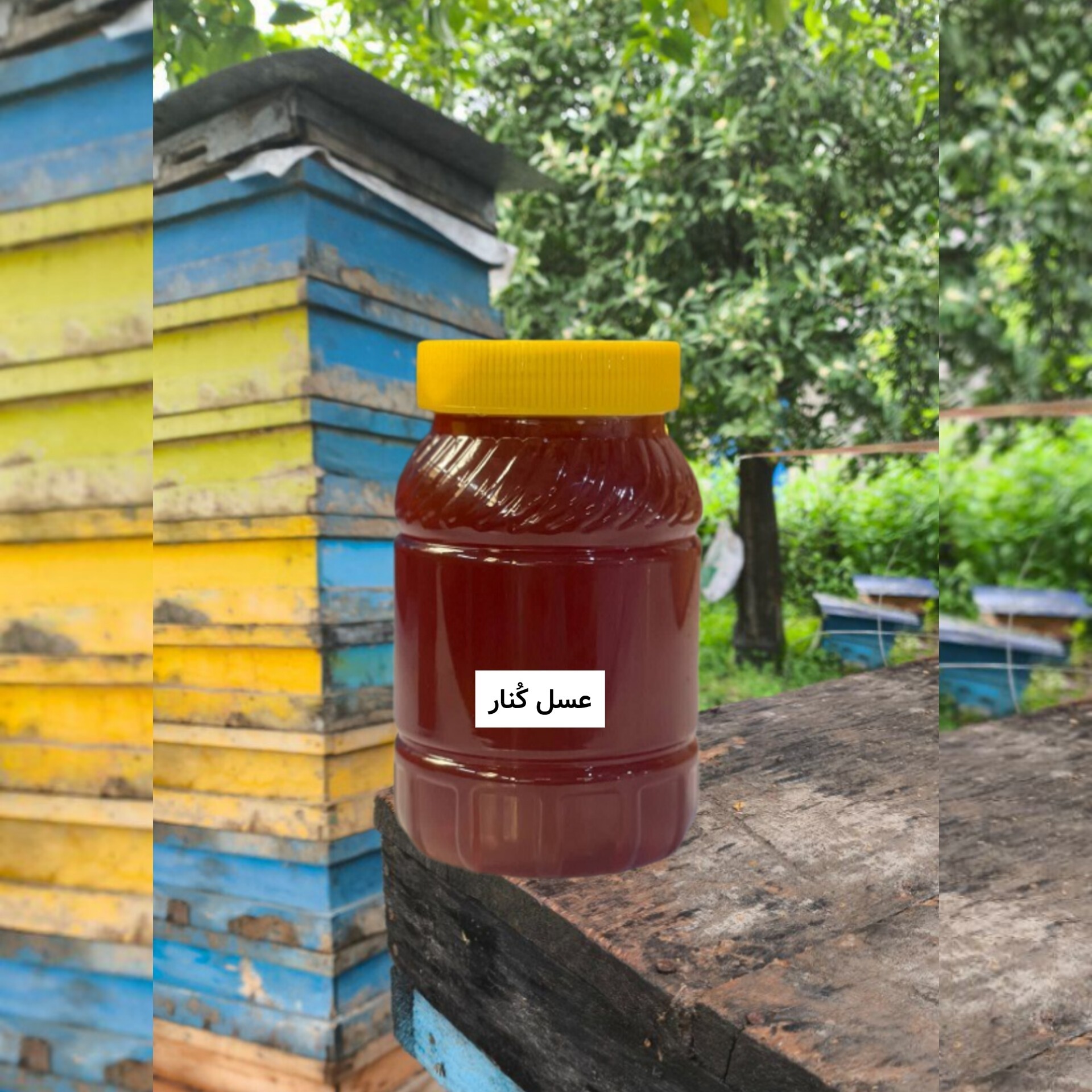 عسل کنار اصل ( خرید از زنبوردار) ارسال رایگان