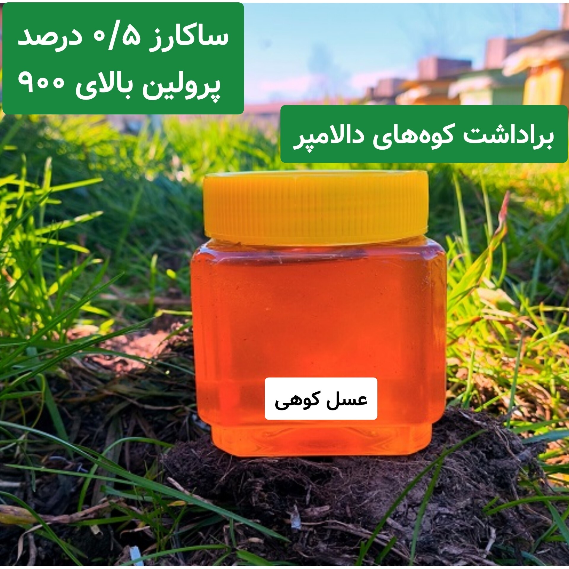 عسل کوهی برداشت کوه های دالامپر کیفیت ممتاز (نیم کیلویی)