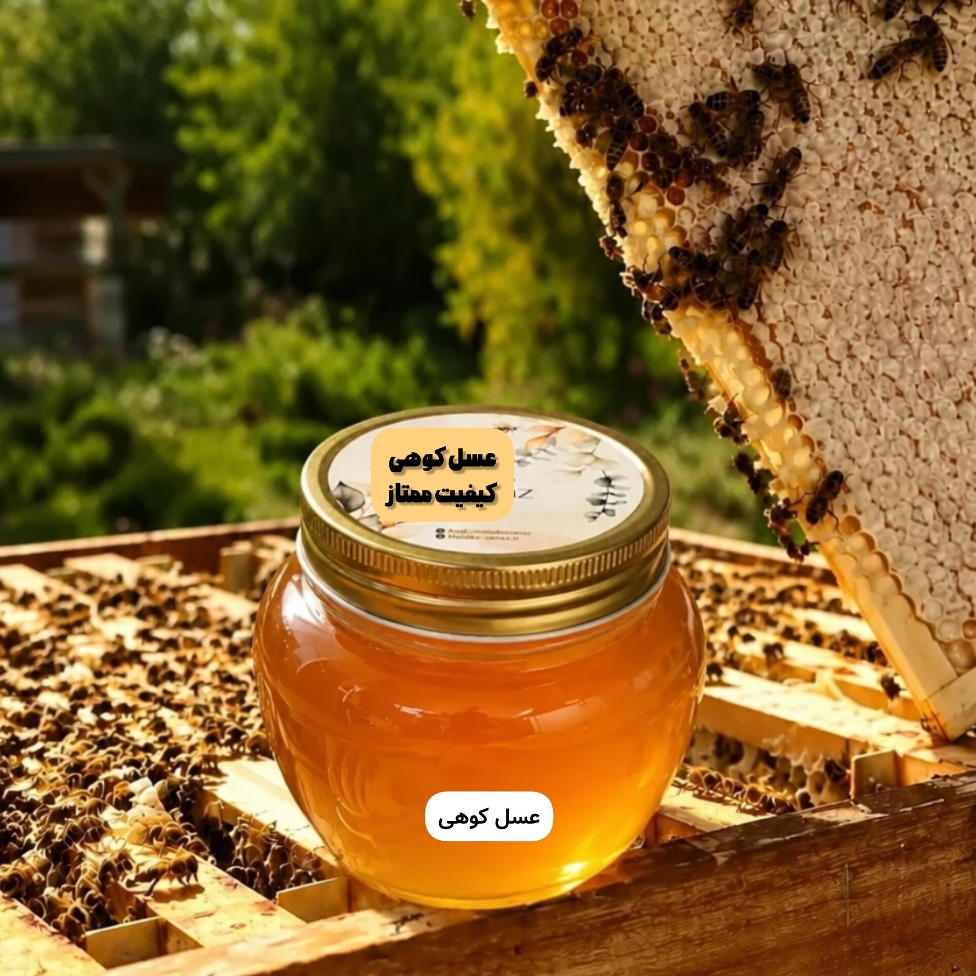 عسل کوهی برداشت کوه های دالامپر کیفیت ممتاز (نیم کیلویی)