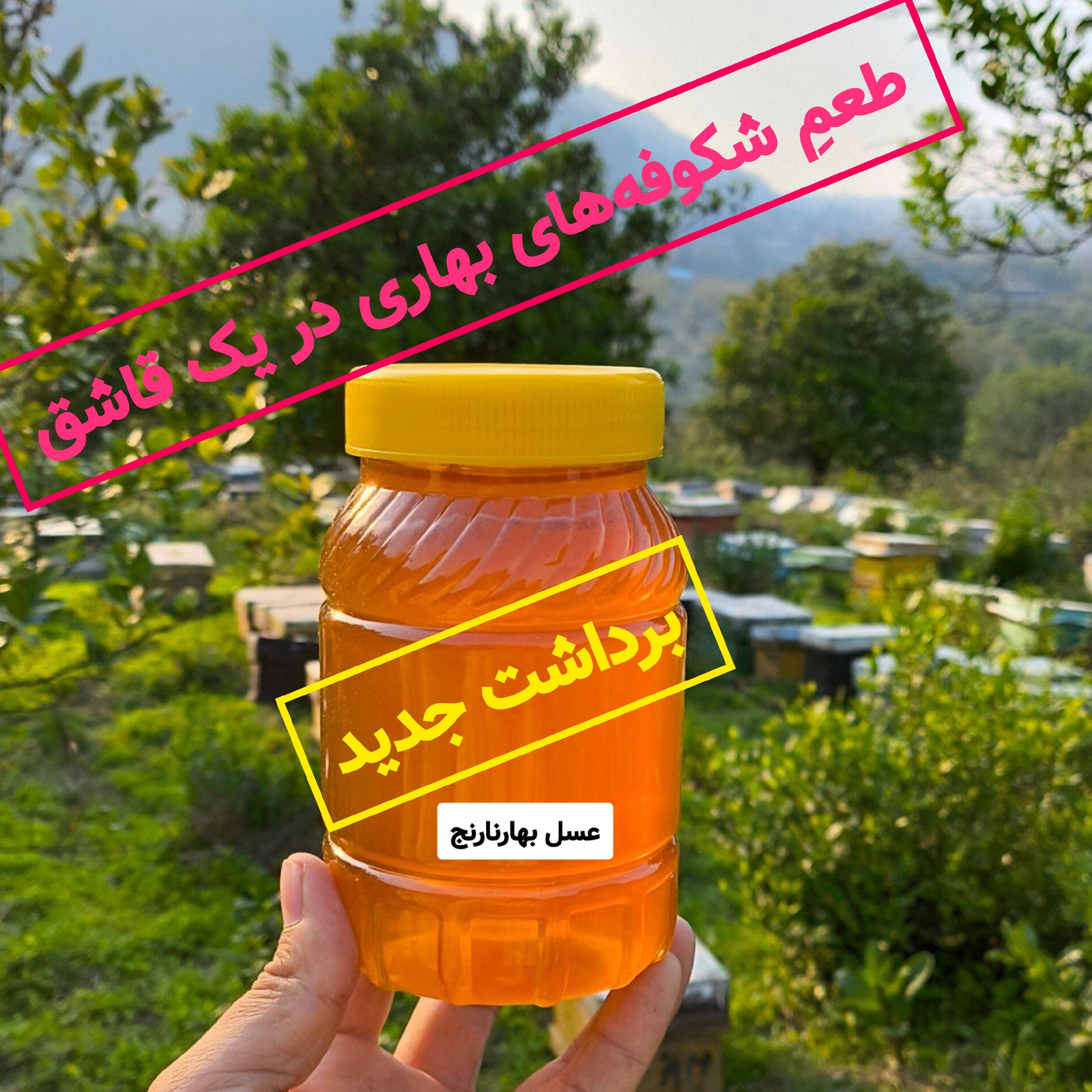 عسل طبیعی بهار نارنج برداشت اردیبهشت(مستقیم از زنبوردار)ارسال رایگان