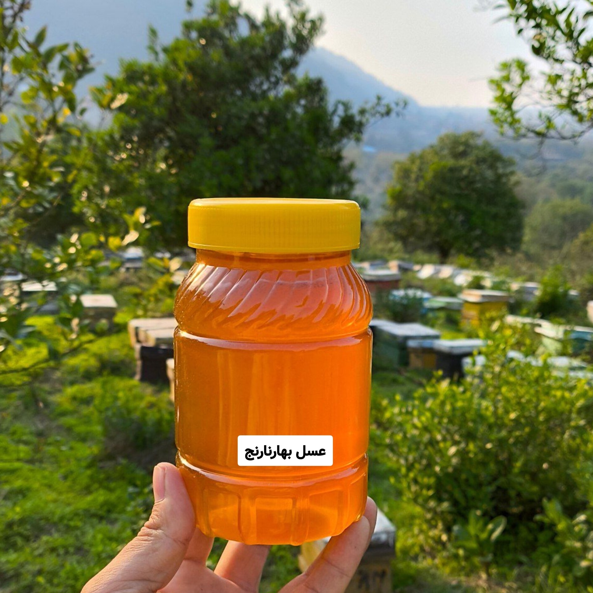 عسل طبیعی بهار نارنج برداشت اردیبهشت(مستقیم از زنبوردار)ارسال رایگان