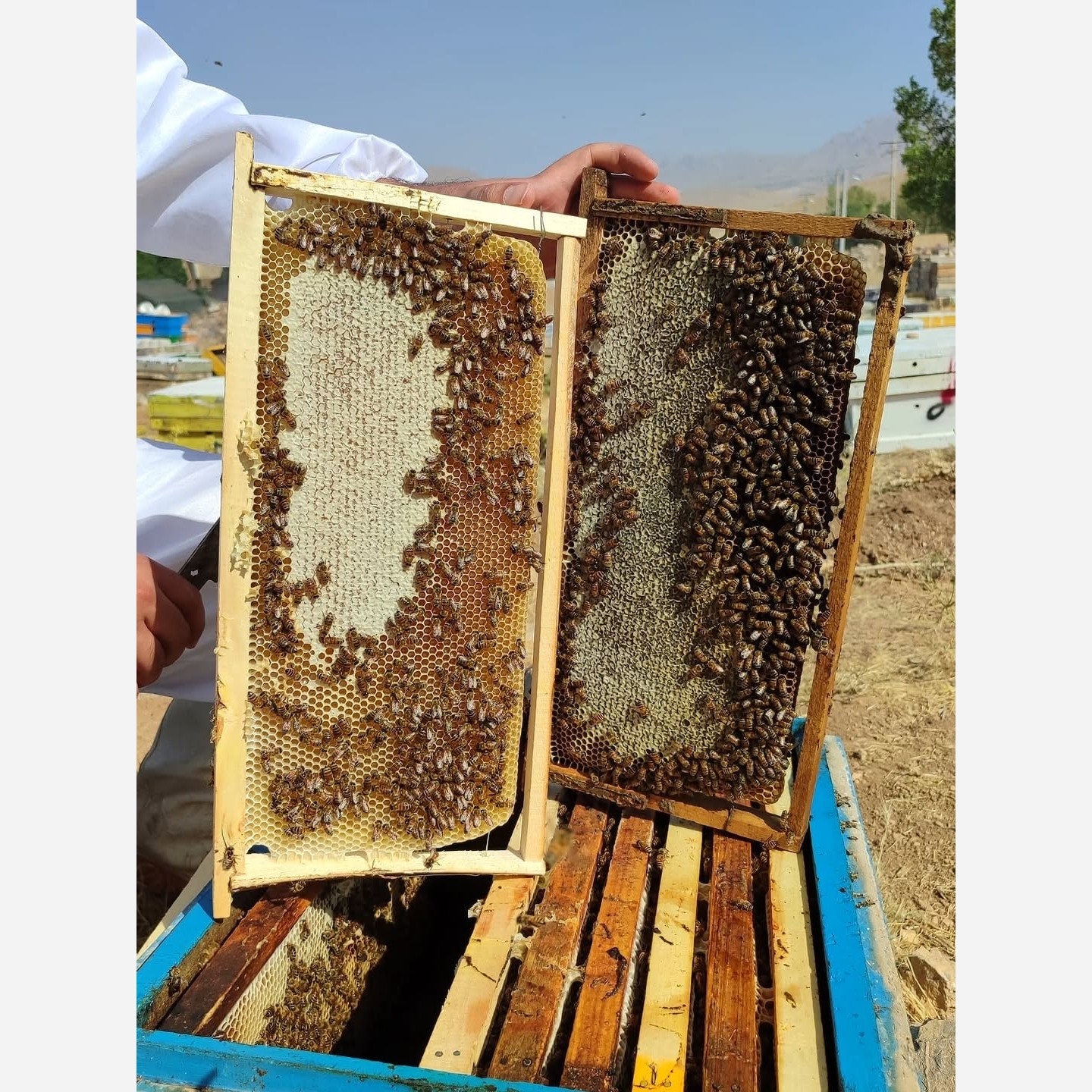 عسل طبیعی 10 کیلویی قیمت عمده( 2 نوع عسل با کیفیت ممتاز)