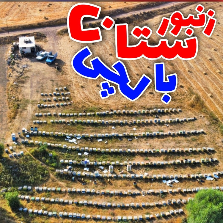 عسل کوهستان بالچی (1 کیلوگرم) 546 تومان با درب پُلُمپ ، ارسال رایگان و فوری ، خرید مستقیم از زنبوردار