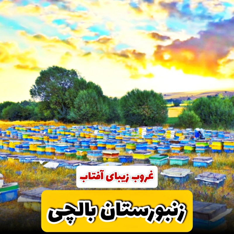عسل ممتاز بالچی (1 کیلوگرم) با درب پُلُمپ ، ارسال رایگان و فوری ، خرید مستقیم از زنبوردار