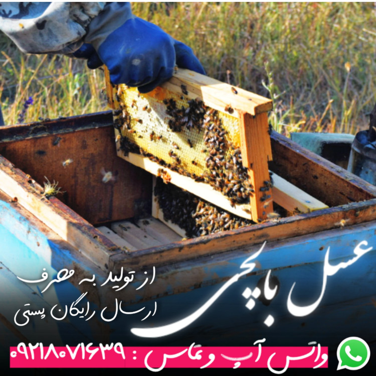 عسل ممتاز بالچی (1 کیلوگرم) با درب پُلُمپ ، ارسال رایگان و فوری ، خرید مستقیم از زنبوردار