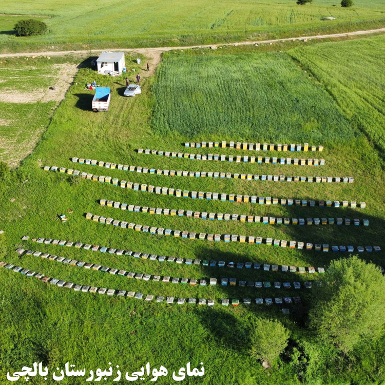 عسل آویشن بالچی (1 کیلوگرم)(ارسال رایگان و فوری)(خرید مستقیم از زنبوردار نمونه)