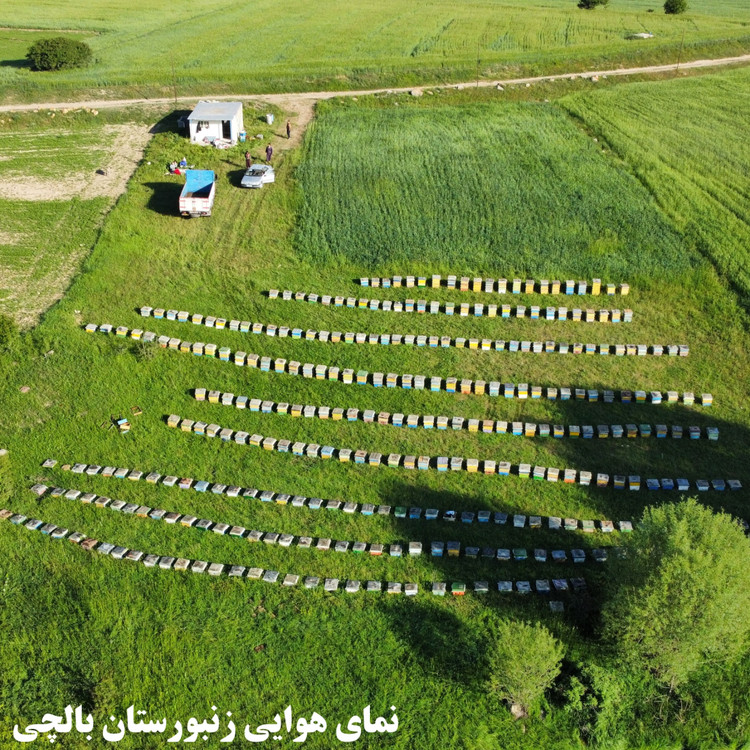 عسل طبیعی ویژه بالچی با تنوع گیاهی بالا (1 کیلوگرم)( از زنبوردار نمونه و ارسال رایگان)