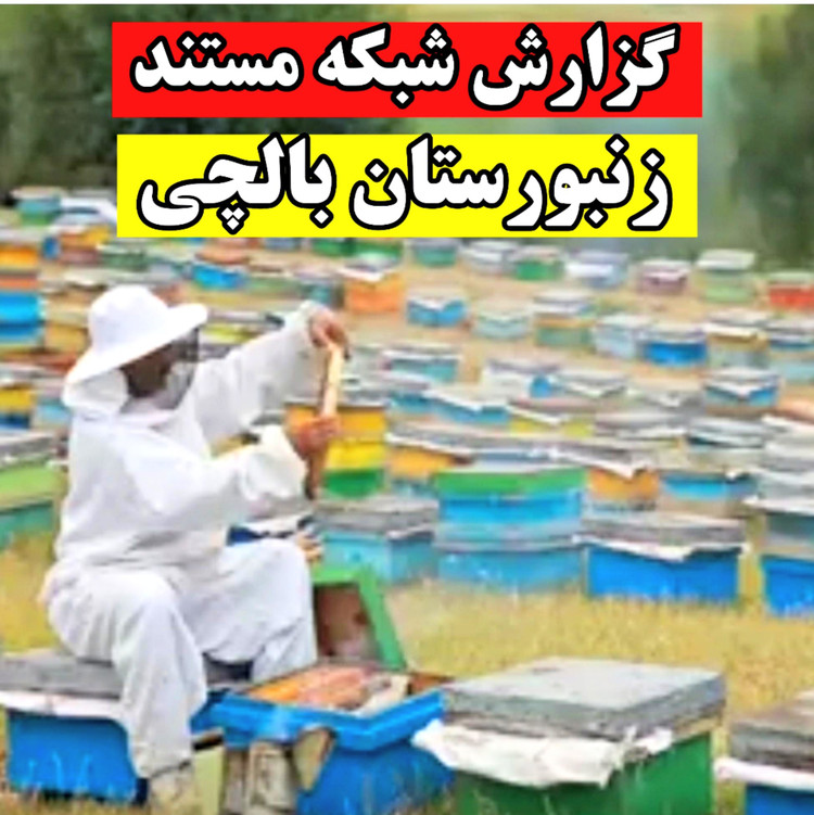 عسل بهارنارنج بالچی (1 کیلوگرم) (خرید از زنبوردار نمونه و ارسال رایگان)