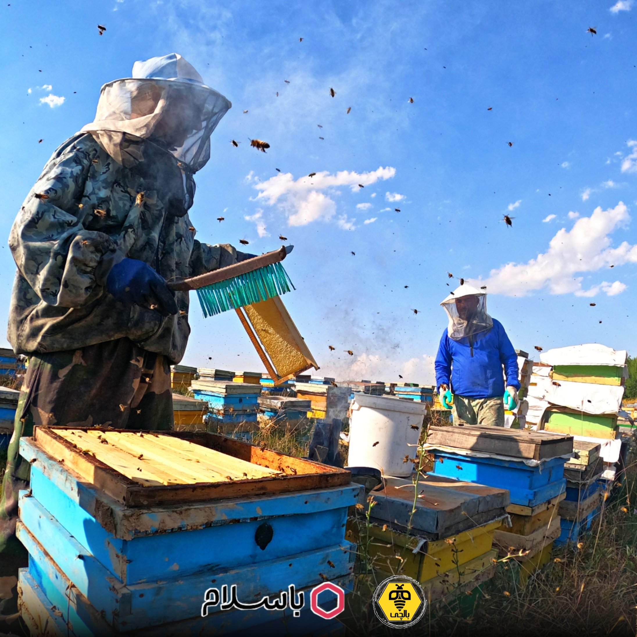 عسل طبیعی ساکارز زیر 3 (1 کیلویی) (از زنبوردار و ارسال رایگان)