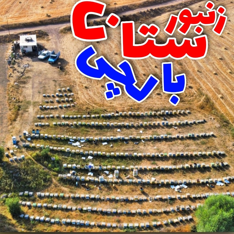 عسل طبیعی ساکارز زیر 3 (1 کیلویی) (از زنبوردار و ارسال رایگان)