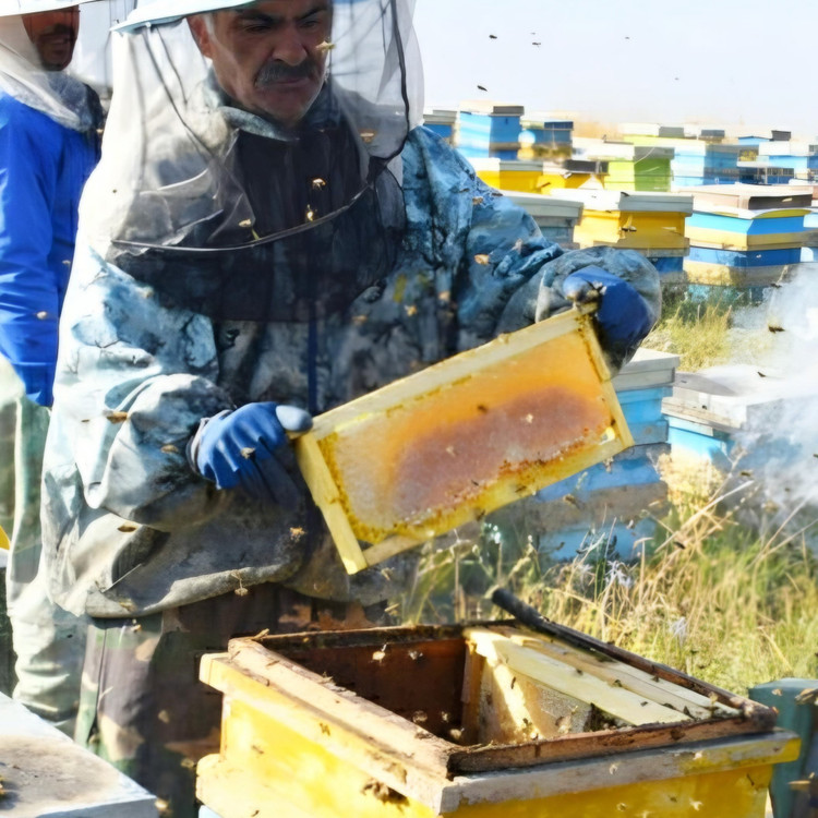 عسل طبیعی ساکارز زیر 3 (1 کیلویی) (از زنبوردار و ارسال رایگان)