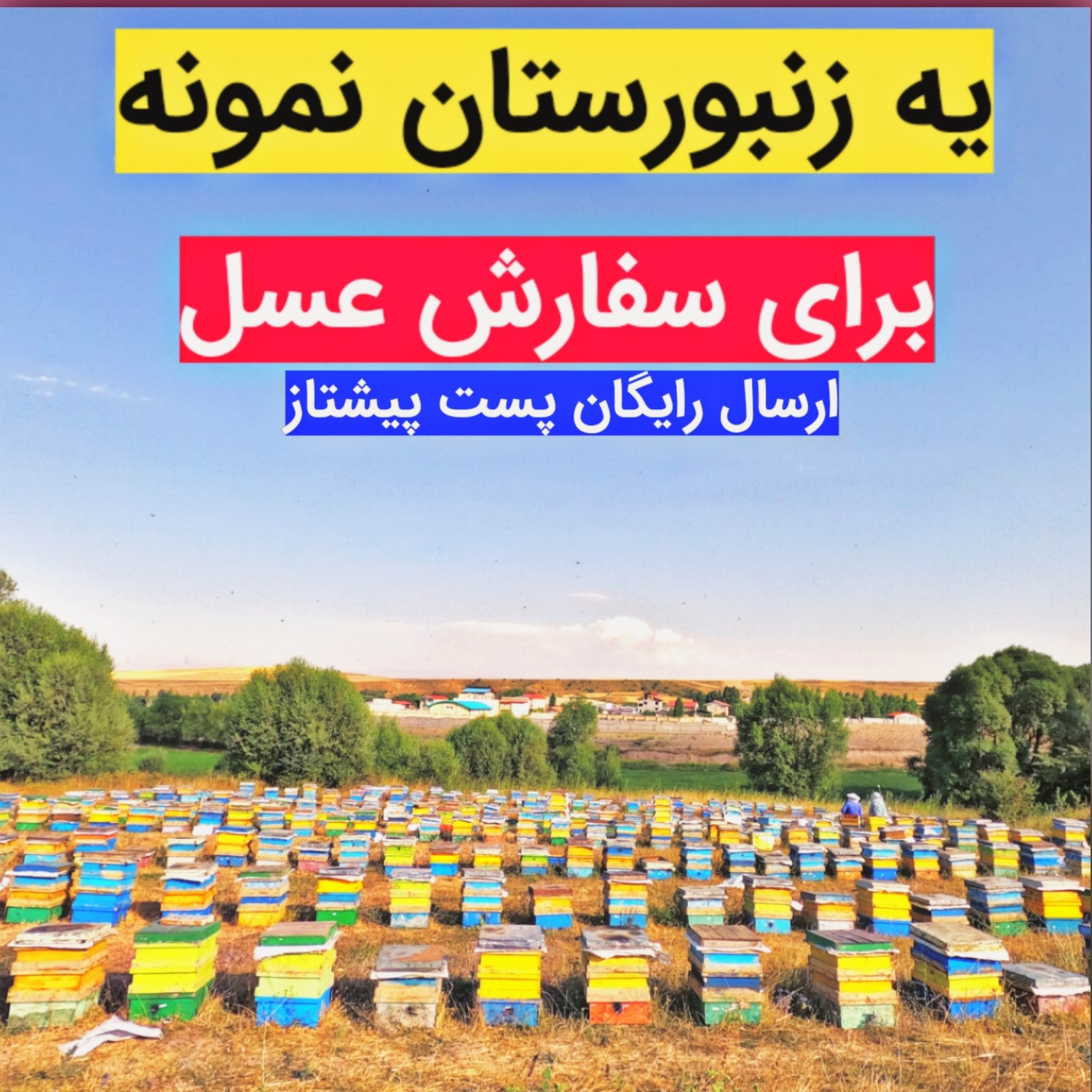 عسل طبیعی کوهستان بالچی (2 کیلوگرم) (خرید از زنبوردار نمونه و ارسال رایگان)