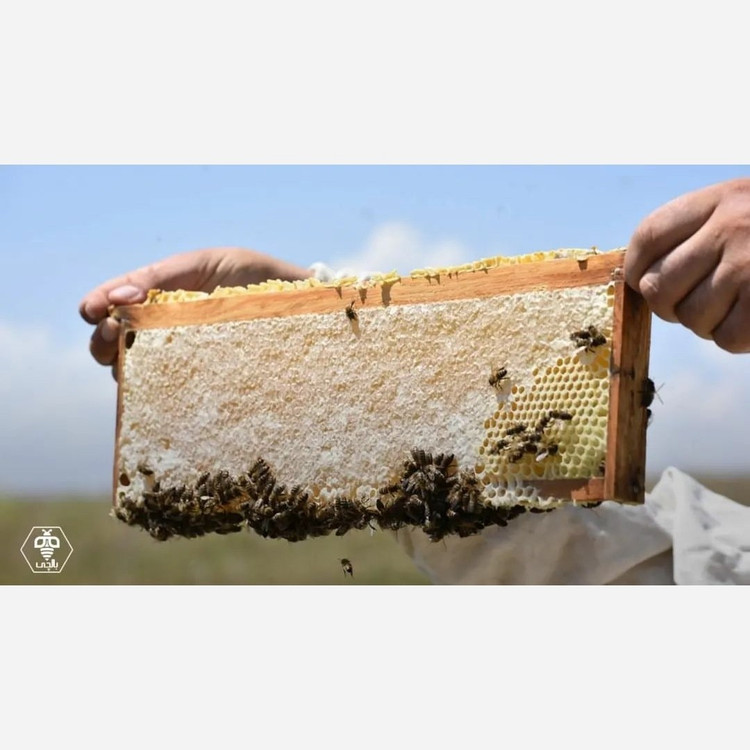 عسل طبیعی بهارنارنج (2 کیلوگرم) (خرید از زنبوردار نمونه)