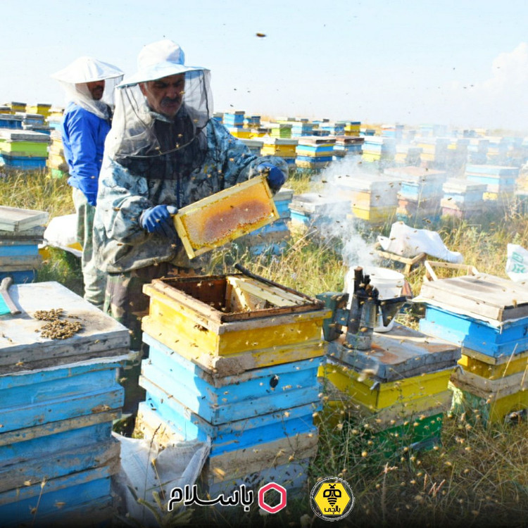 عسل طبیعی چهل گیاه بالچی (1 کیلویی با بسته 6 عددی) (خرید از زنبوردار نمونه و ارسال رایگان)