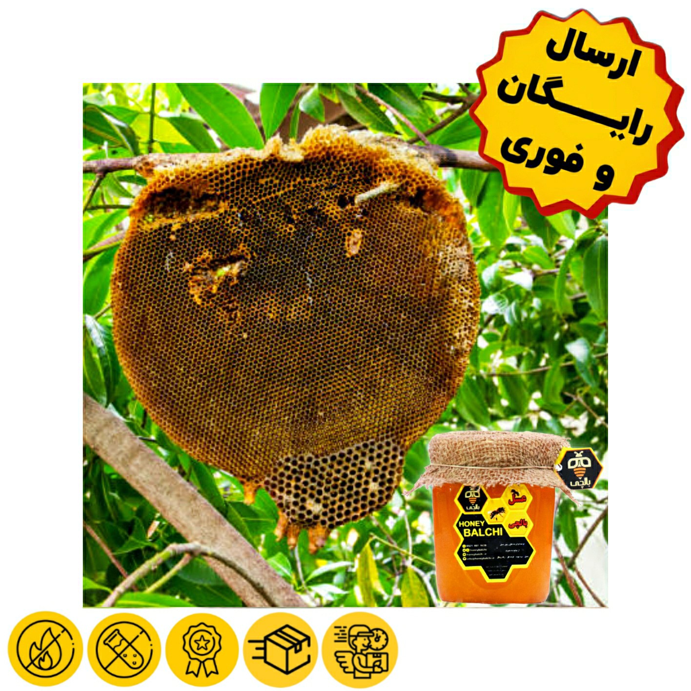 عسل جنگلی بالچی (3 کیلوگرم)(بدون موم)(ارسال رایگان و فوری)(خرید مستقیم از زنبوردار نمونه)