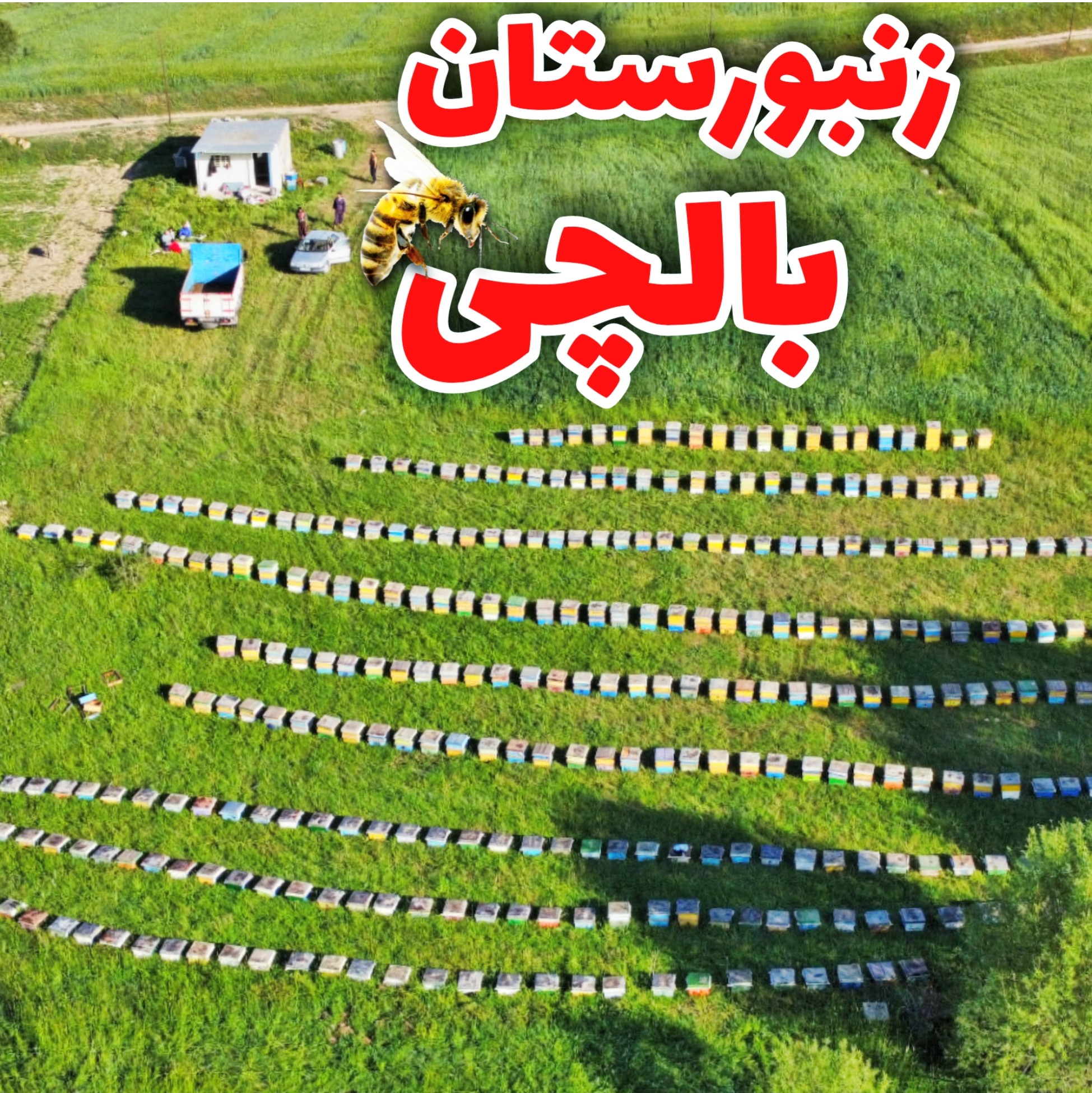 عسل طبیعی سبلان بالچی( 3 کیلوگرم) (خرید از زنبوردار نمونه و ارسال رایگان)