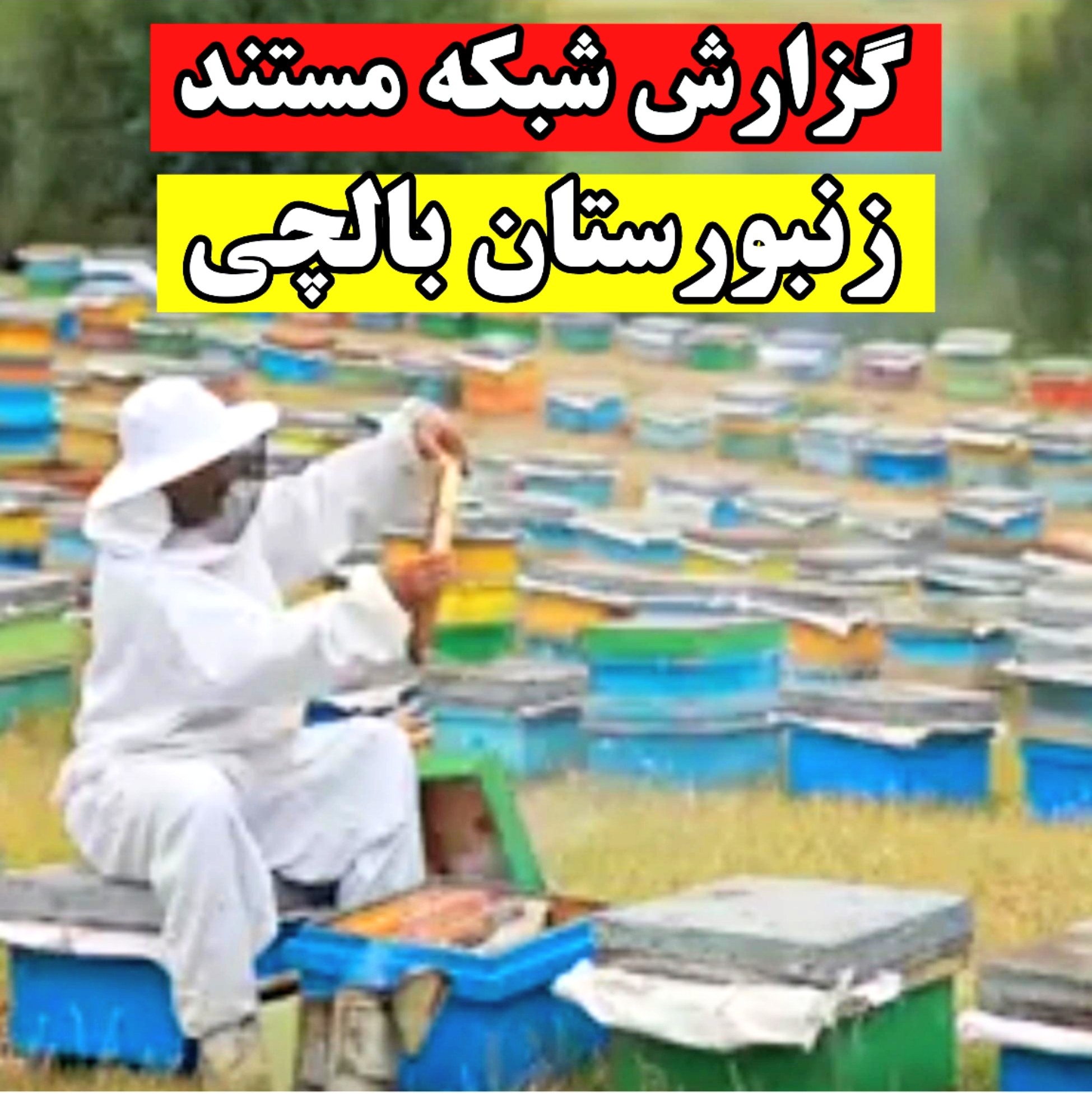 عسل طبیعی سبلان بالچی( 3 کیلوگرم) (خرید از زنبوردار نمونه و ارسال رایگان)