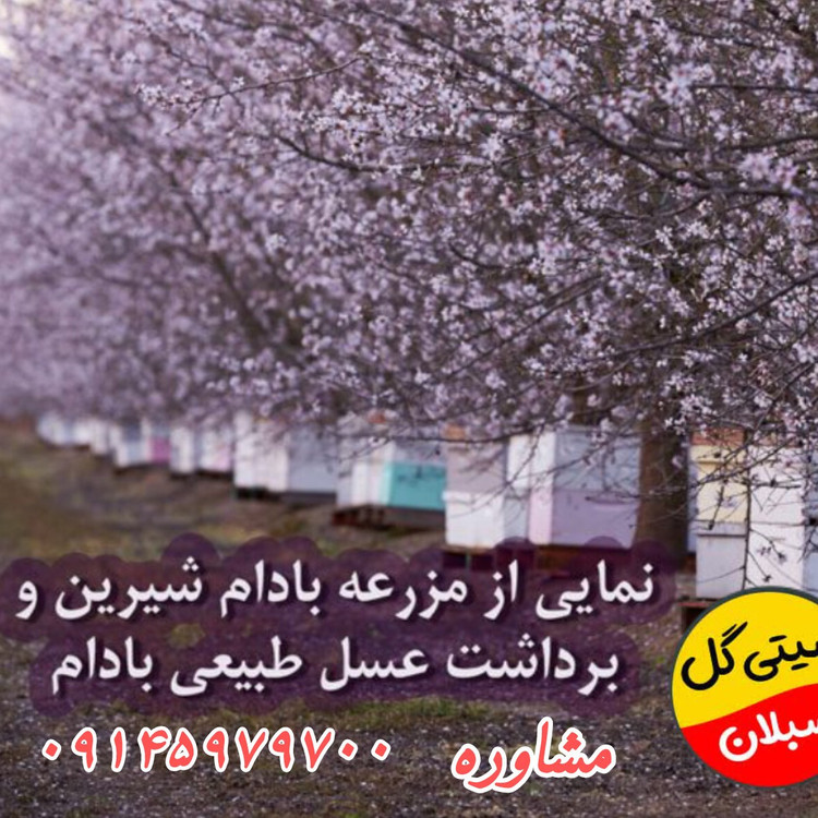 عسل بادام کوهی اصل 1کیلویی(مستقیم از زنبوردار)ارسال رایگان
