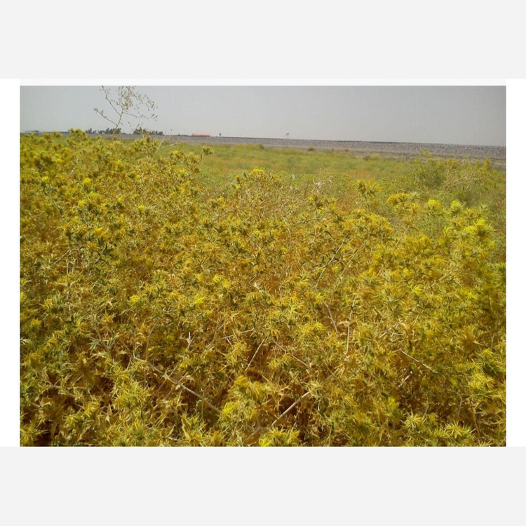 عسل چهل گیاه ارگانیک کوهستان درجه یک(ارسال رایگان) مستقیم از زنبوردار