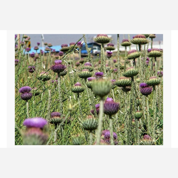عسل چهل گیاه ارگانیک کوهستان درجه یک(ارسال رایگان) مستقیم از زنبوردار